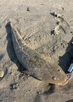 マゴチの釣果