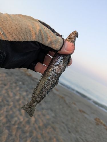 シロギスの釣果