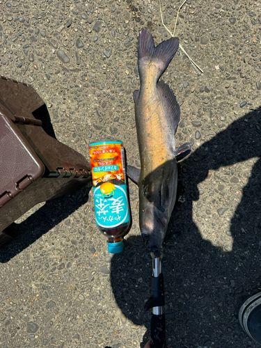 アメリカナマズの釣果