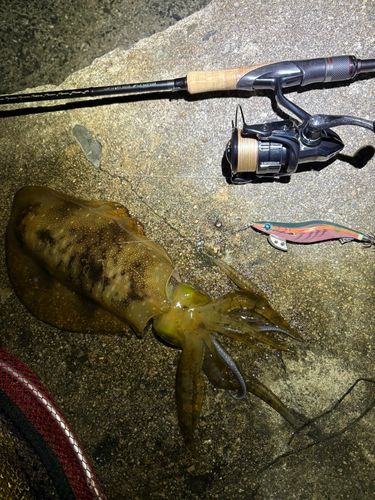 アオリイカの釣果