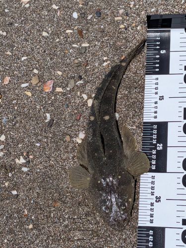 マゴチの釣果