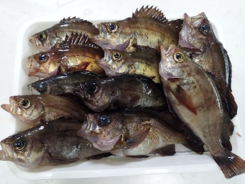 メバルの釣果