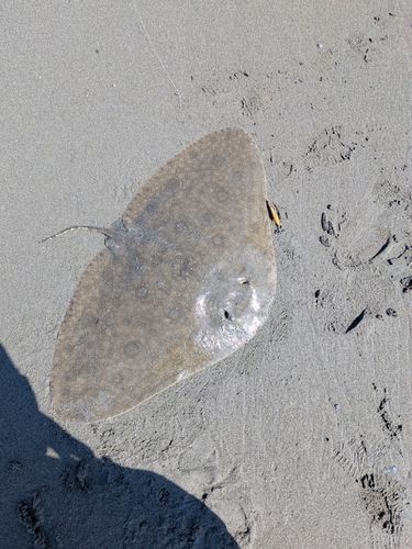 ツバクロエイの釣果