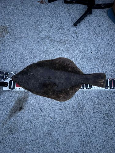 釣果