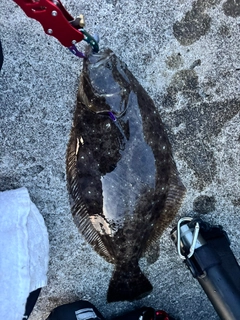 ヒラメの釣果