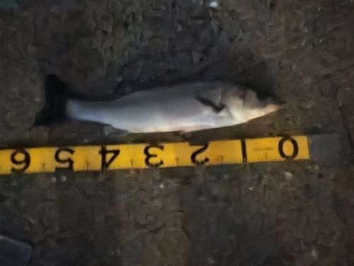 スズキの釣果