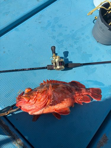 ウッカリカサゴの釣果