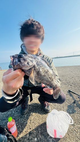 クロソイの釣果