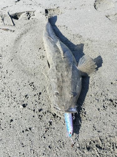 マゴチの釣果