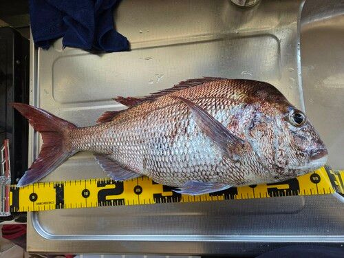 タイの釣果