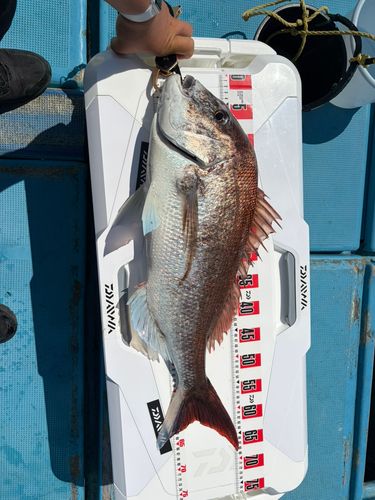 タイの釣果
