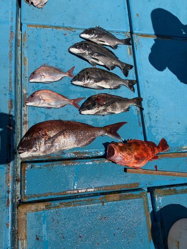 タイの釣果