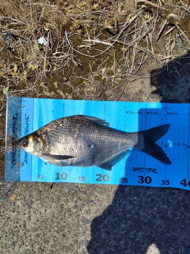 ダントウボウの釣果