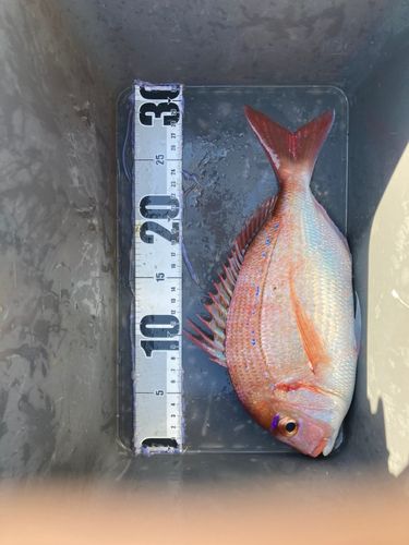 タイの釣果