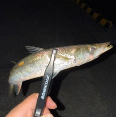 アカカマスの釣果