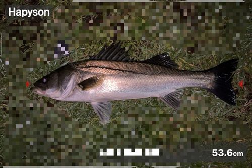 シーバスの釣果