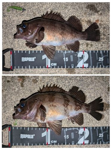 メバルの釣果