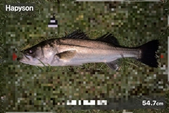 シーバスの釣果