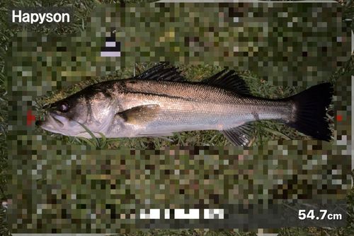 シーバスの釣果