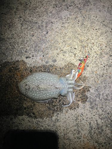 シリヤケイカの釣果