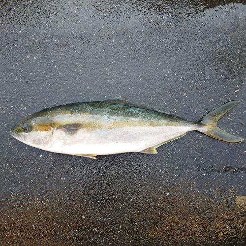 ヒラマサの釣果