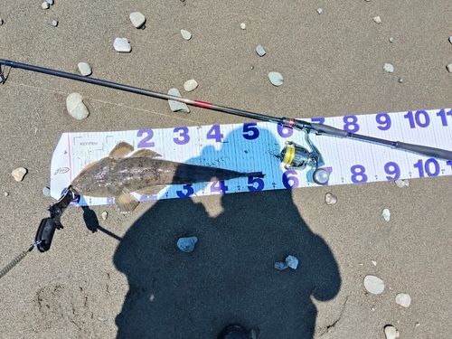 マゴチの釣果