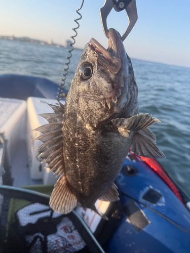 キツネメバルの釣果