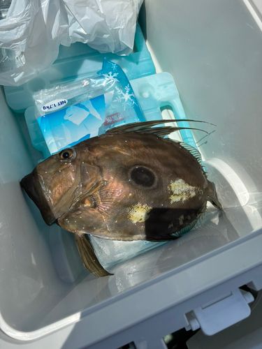 マトウダイの釣果