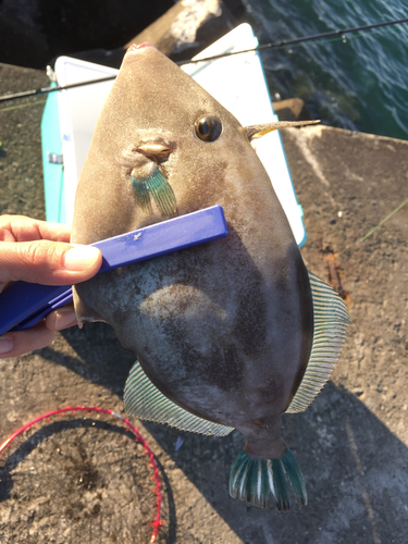 ウマヅラハギの釣果