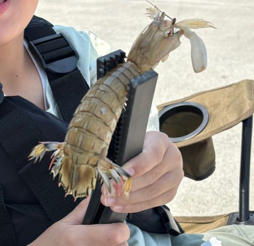 シャコエビの釣果