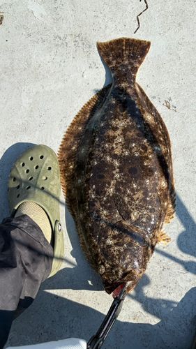 ヒラメの釣果