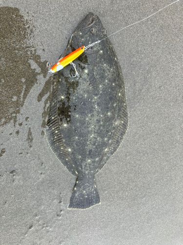 ソゲの釣果