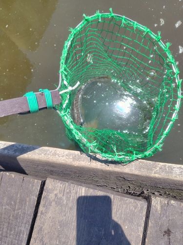 コイの釣果