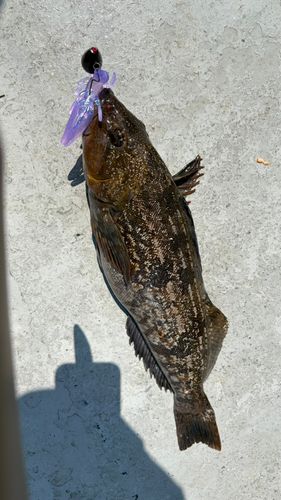 アイナメの釣果
