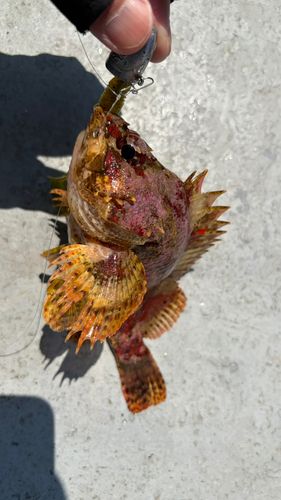 ヨロイメバルの釣果
