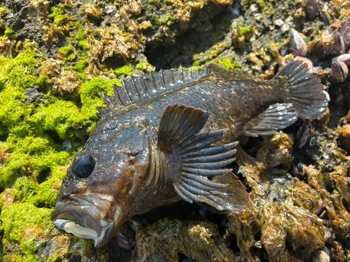 ムラソイの釣果
