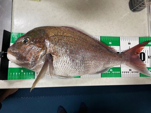 タイの釣果