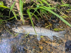 アメマスの釣果