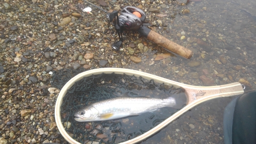 アメマスの釣果