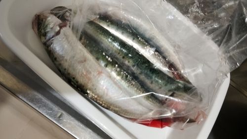 イワシの釣果
