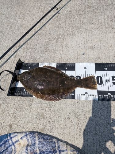 気仙川河口の釣果・釣り場情報 - アングラーズ | 釣果600万件の魚釣り 気仙川河口の釣果・釣り場情報 - アングラーズ | 釣果600万件の魚釣り