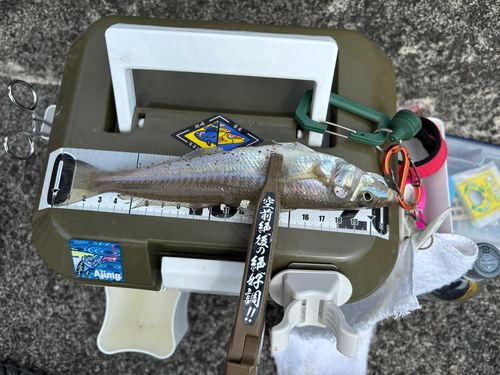 シロギスの釣果