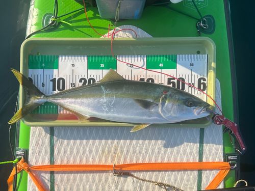 ワラサの釣果