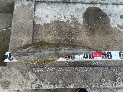 マゴチの釣果