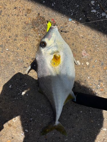 ギマの釣果
