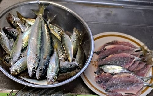 サバの釣果