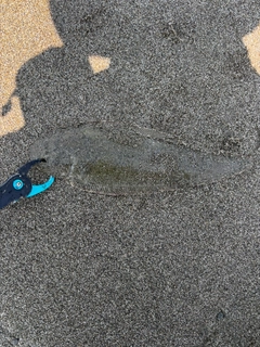 シタビラメの釣果