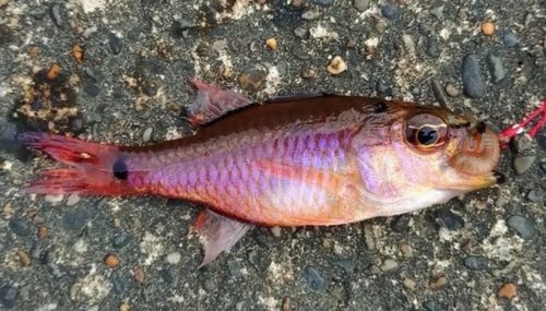 ネンブツダイの釣果