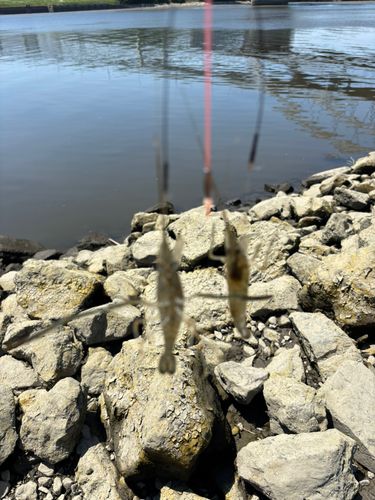 テナガエビの釣果