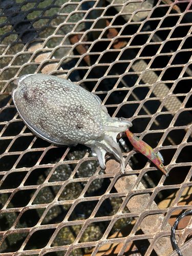シリヤケイカの釣果